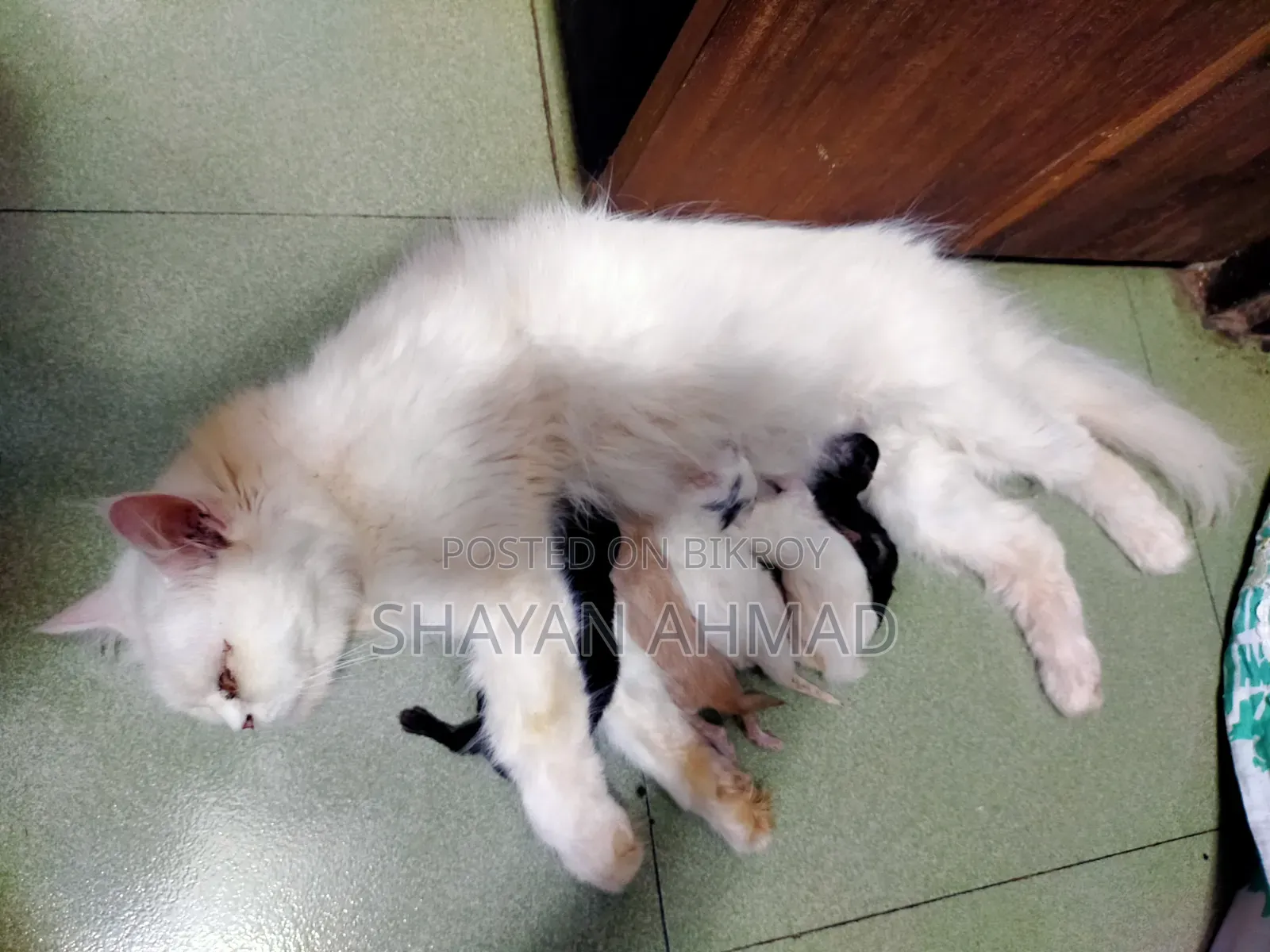 1+ Year Female Purebred Persian