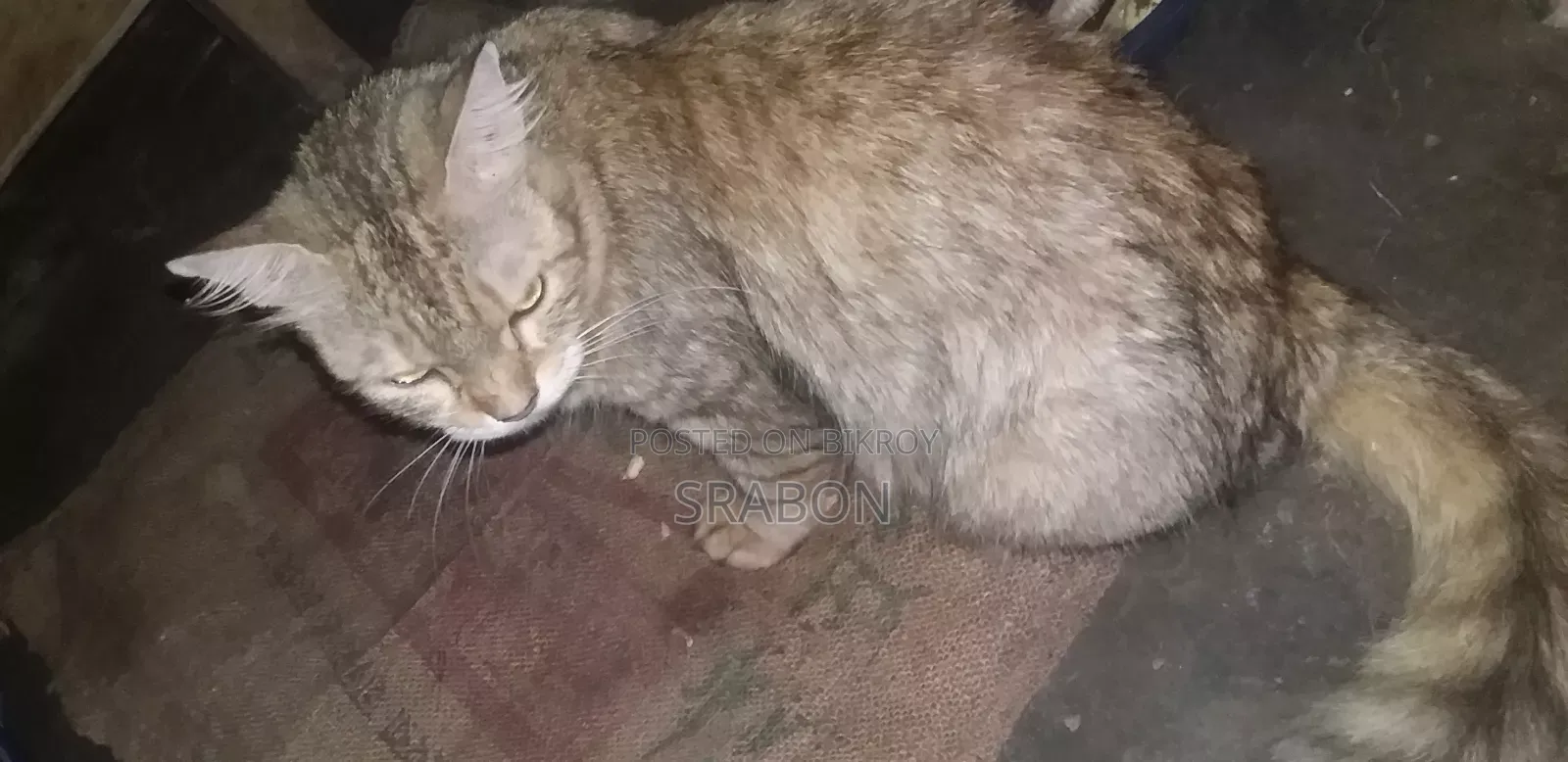 1+ Year Female Mixed Breed Persian