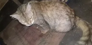 1+ Year Female Mixed Breed Persian