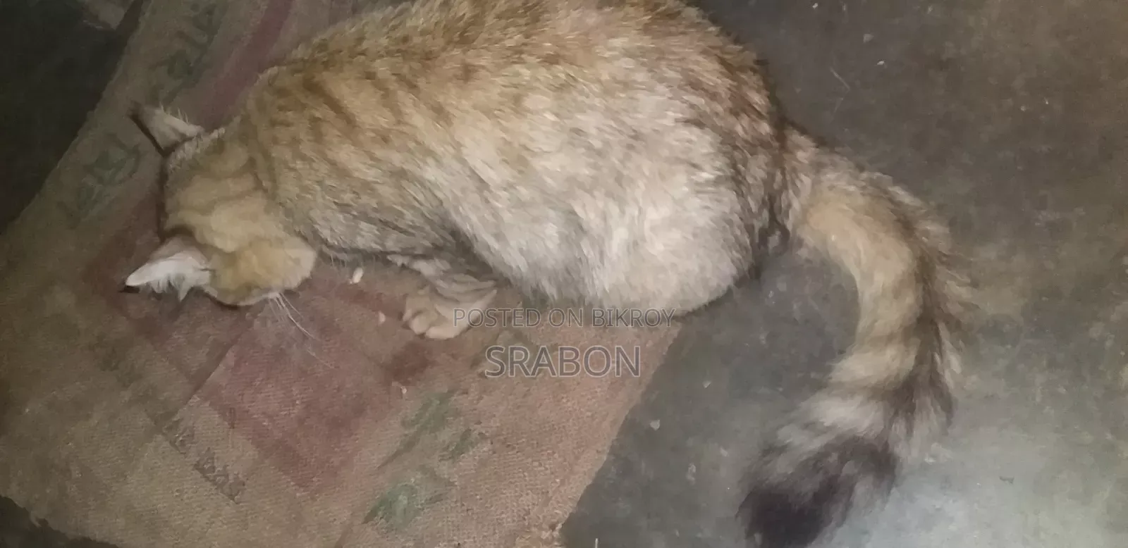 1+ Year Female Mixed Breed Persian