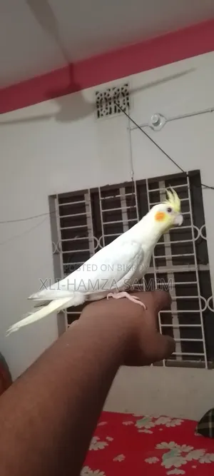Tame Bird 1 Piece