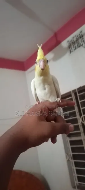 Tame Bird 1 Piece