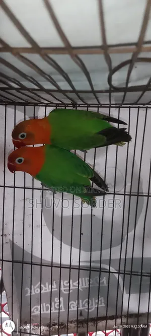 Full Running Pair Love Bird