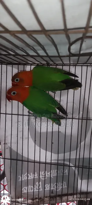 ফুল রানিং পেয়ার লাভ বার্ড