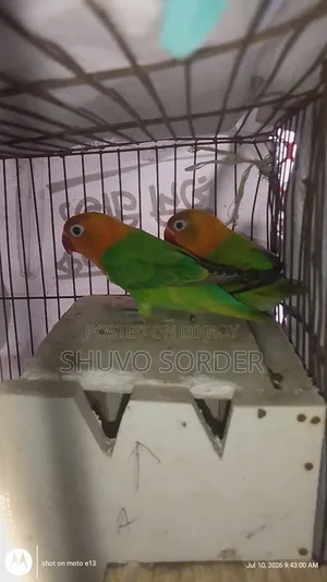 ফুল রানিং পেয়ার লাভ বার্ড