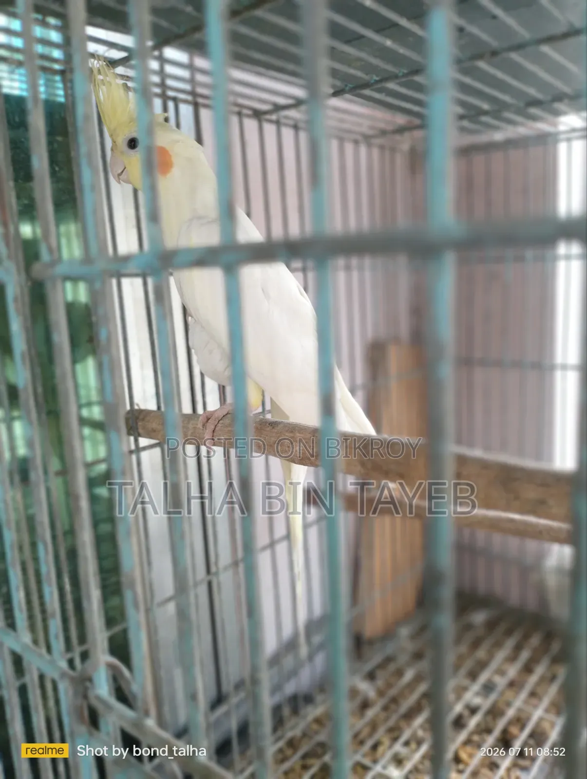 ককাটেল পাখি ৩ পিস