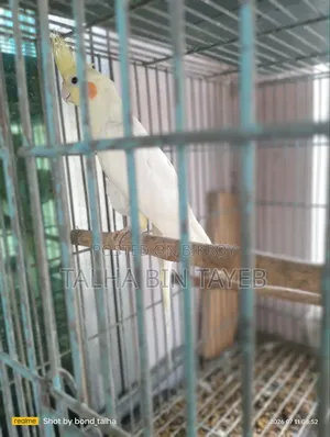 ককাটেল পাখি ৩ পিস