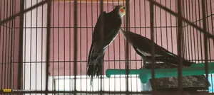 ককাটেল পাখি ৩ পিস