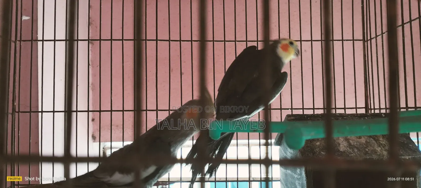 ককাটেল পাখি ৩ পিস