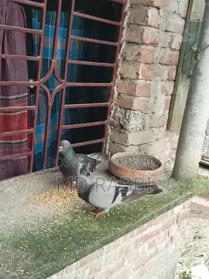 রেসার কবুতর