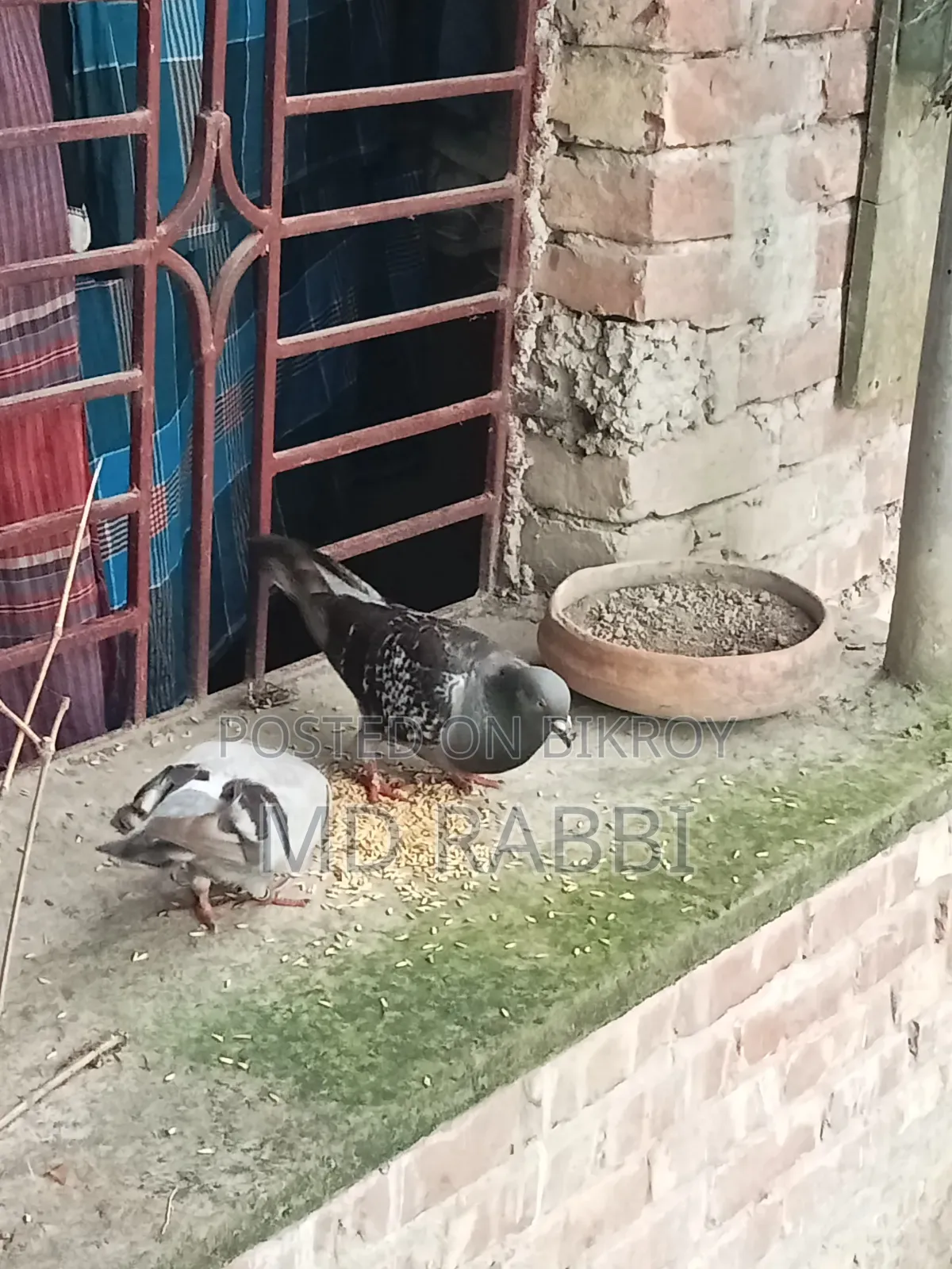 রেসার কবুতর