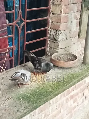রেসার কবুতর