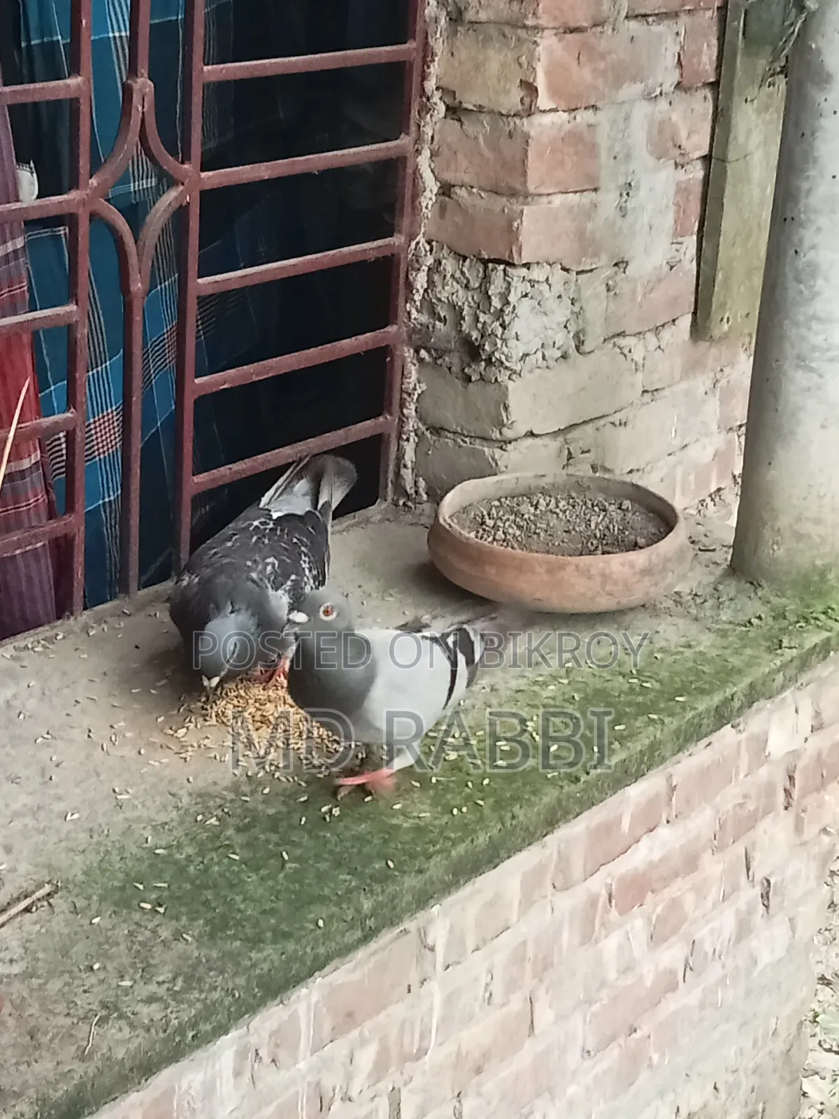 রেসার কবুতর