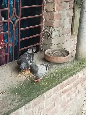 রেসার কবুতর