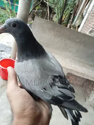 রেসার কবুতর
