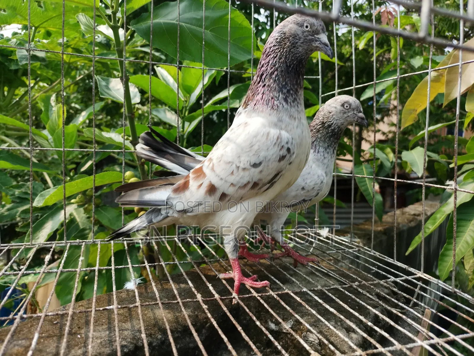 লাল পত্তি রানিং জোড়া