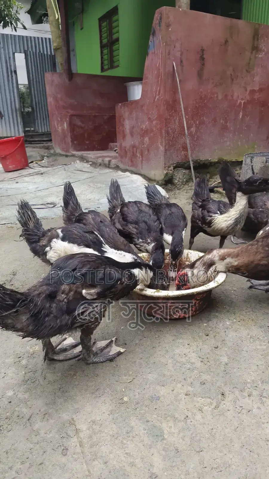 3-month-old Chinese ducks