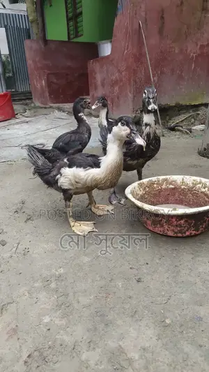 3-month-old Chinese ducks