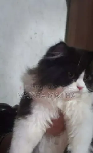 3-6 Months Female Purebred Persian