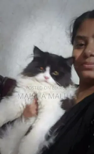 3-6 Months Female Purebred Persian