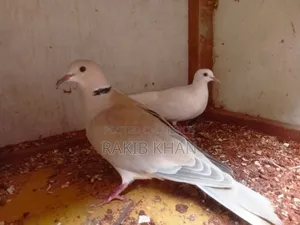 Dove Bird