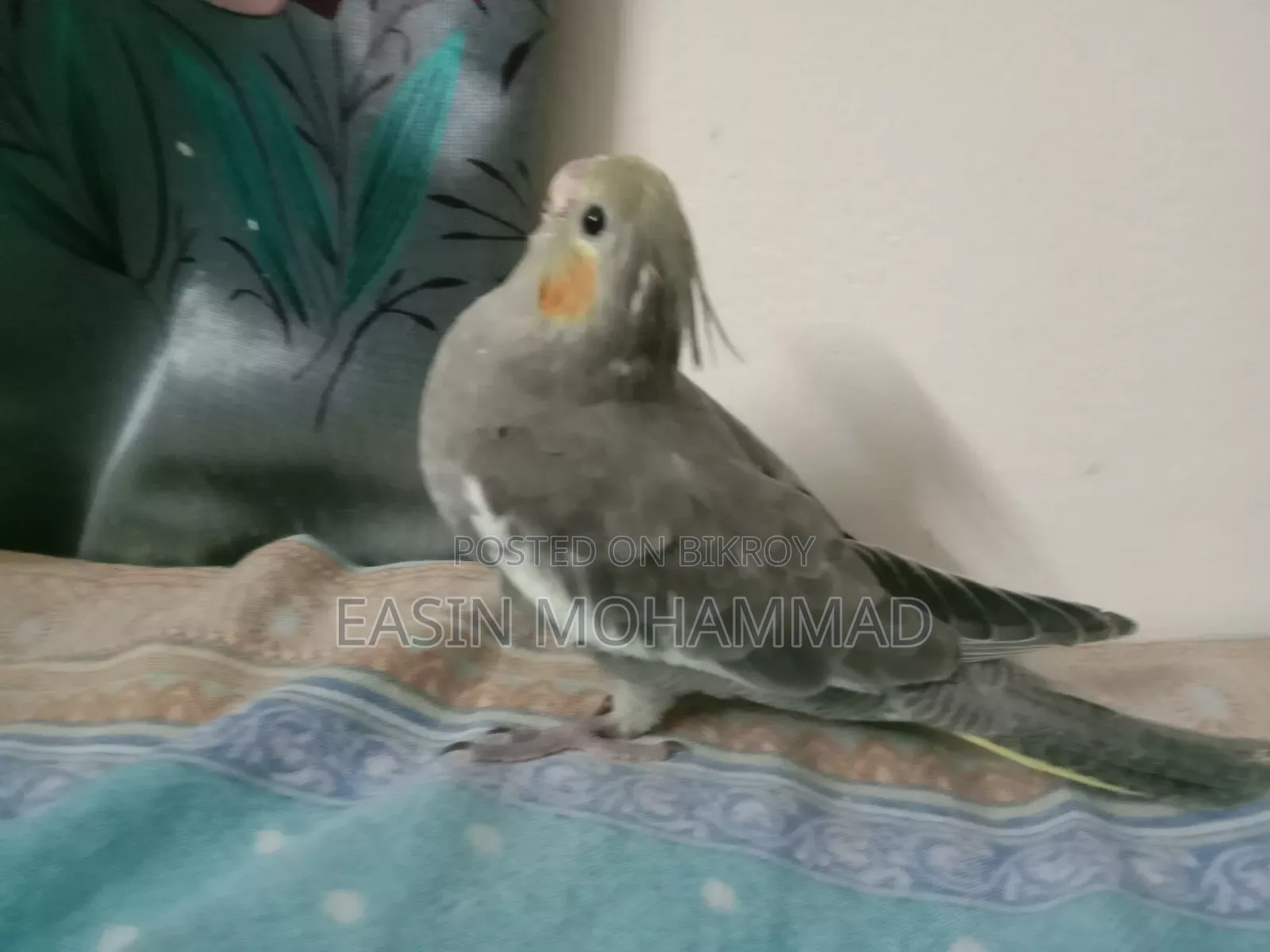 High Quality Gray Cockatiel Baby