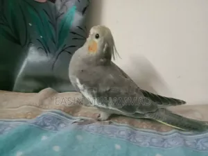 High Quality Gray Cockatiel Baby