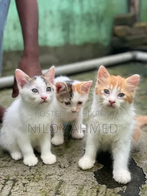 ৬-১২ মাস বয়সী ফিমেল পিওরব্রেড পার্সিয়ান