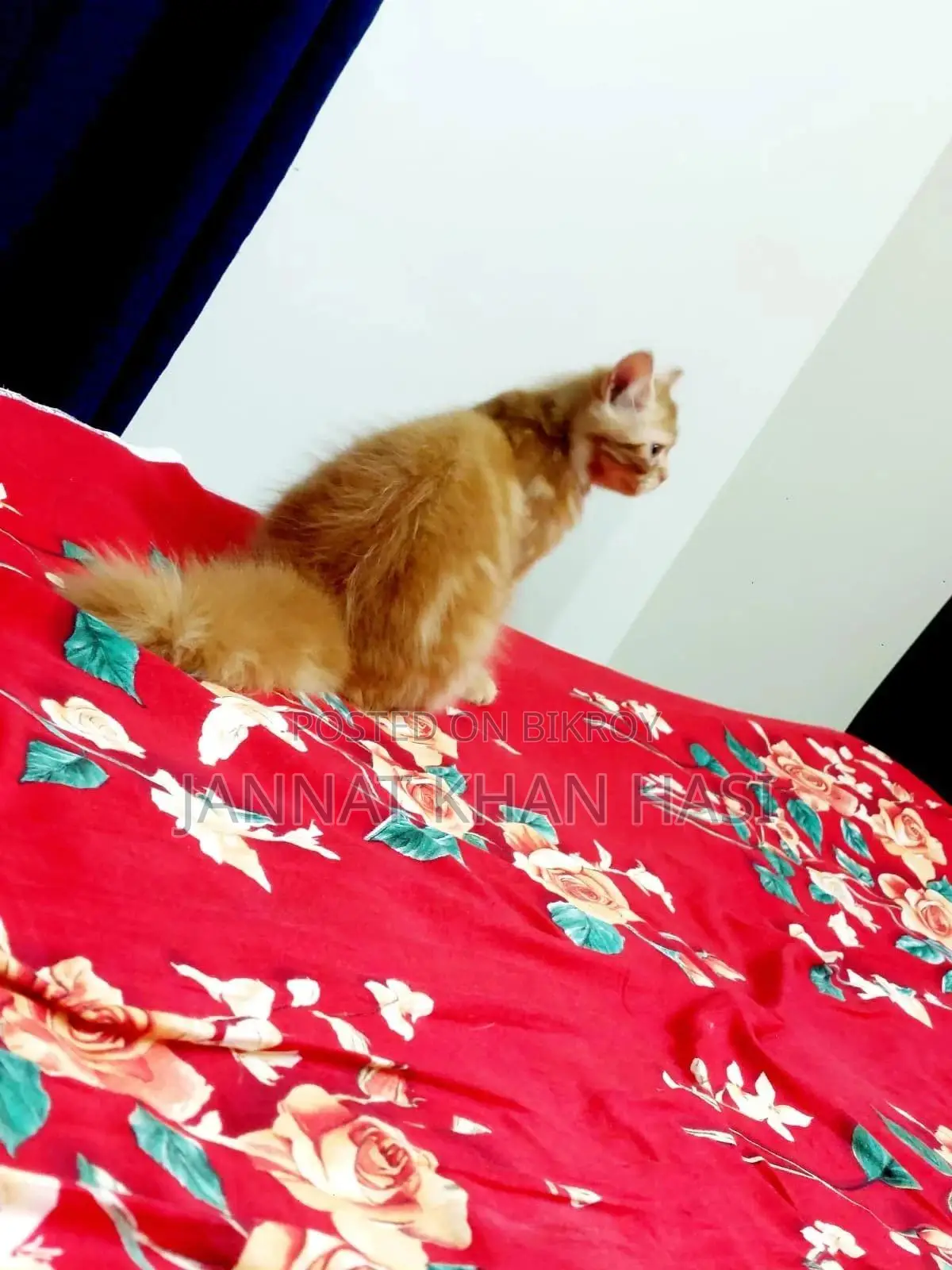 3-6 Months Female Purebred Persian