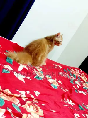 3-6 Months Female Purebred Persian