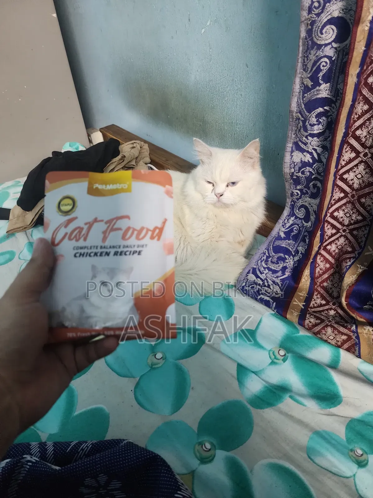 3-6 Months Female Purebred Persian