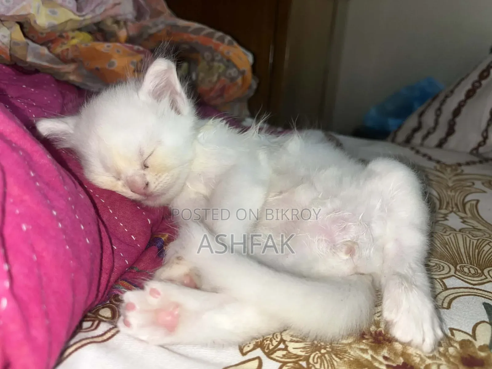 3-6 Months Female Purebred Persian