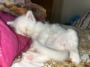 3-6 Months Female Purebred Persian