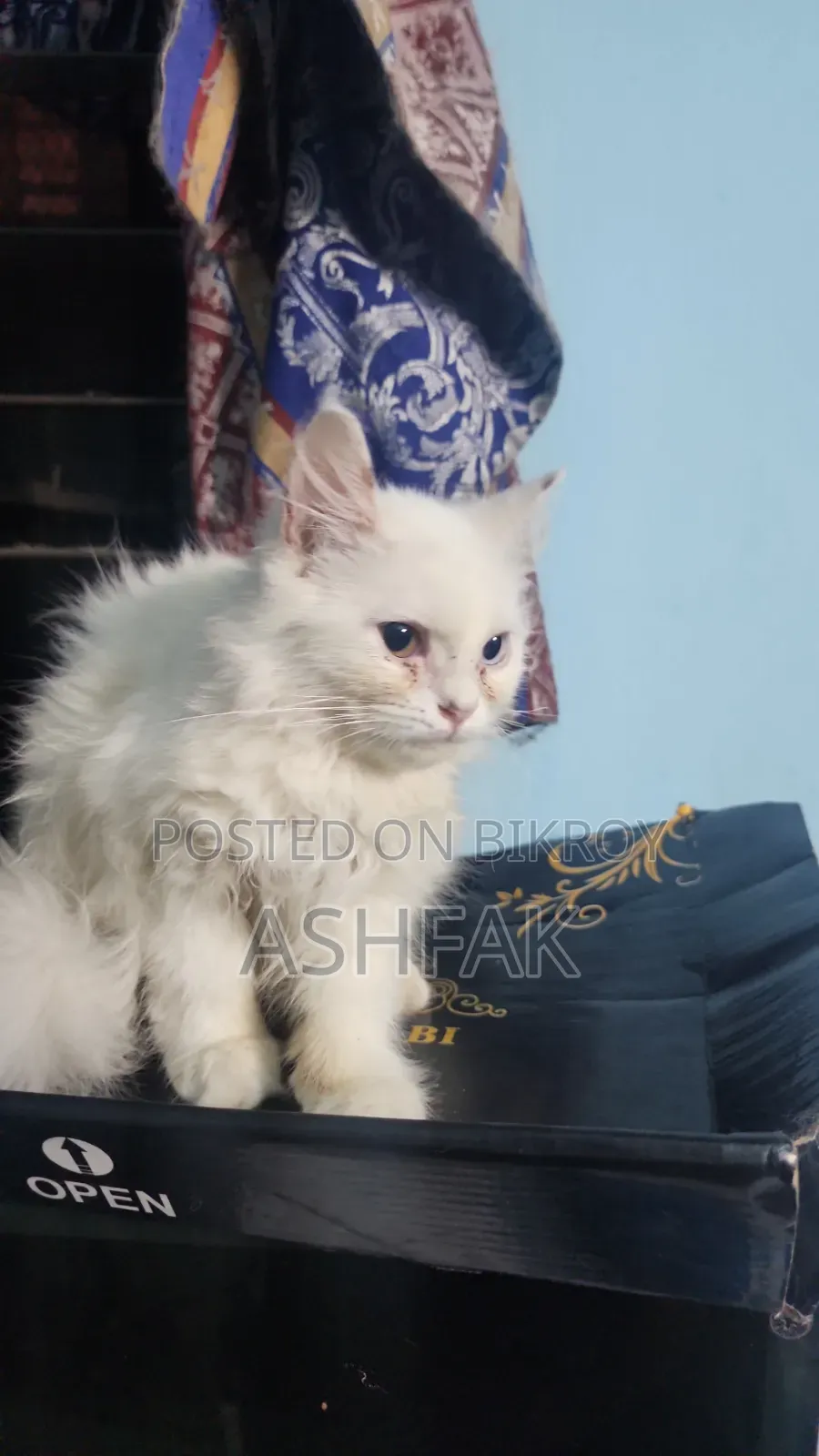 3-6 Months Female Purebred Persian