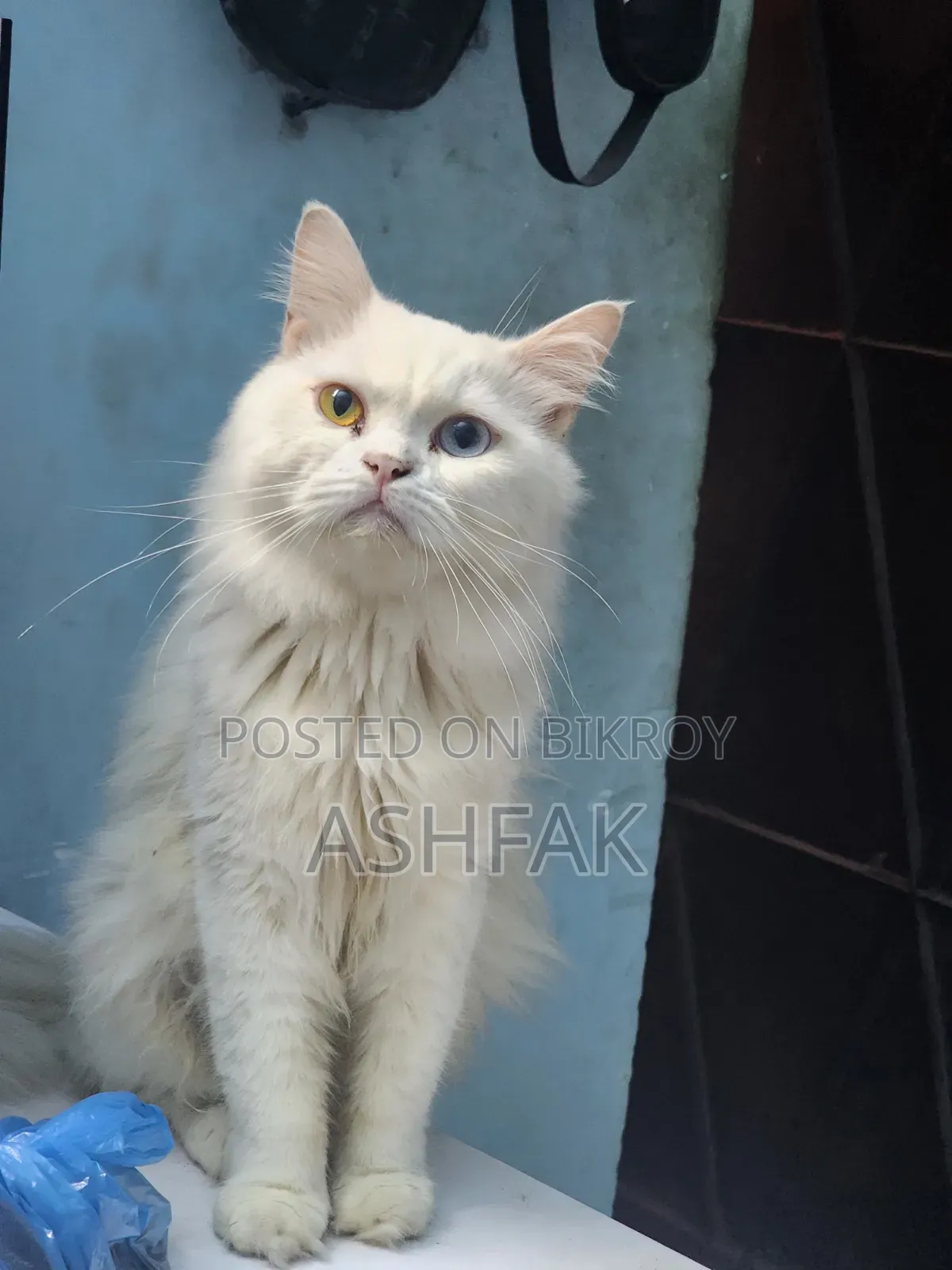 3-6 Months Female Purebred Persian