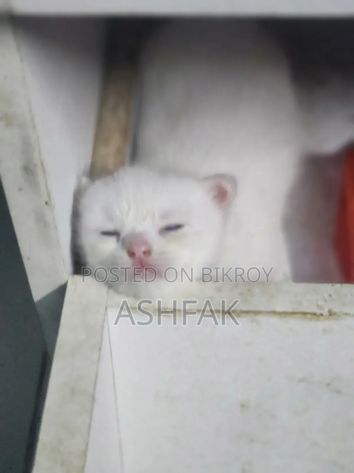 3-6 Months Female Purebred Persian