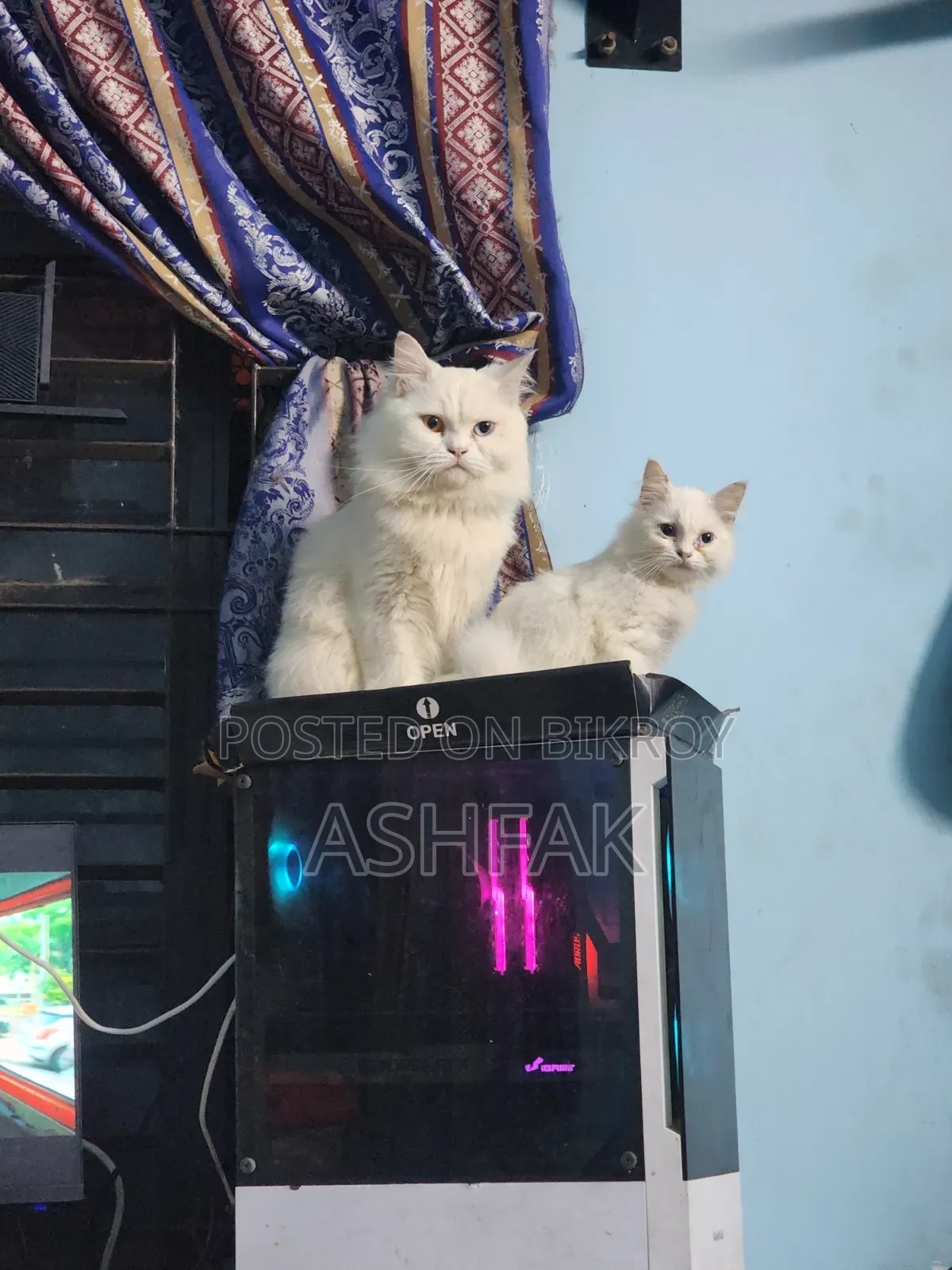 3-6 Months Female Purebred Persian