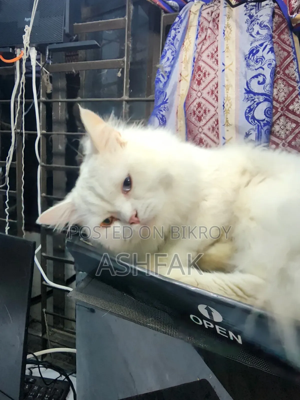 3-6 Months Female Purebred Persian