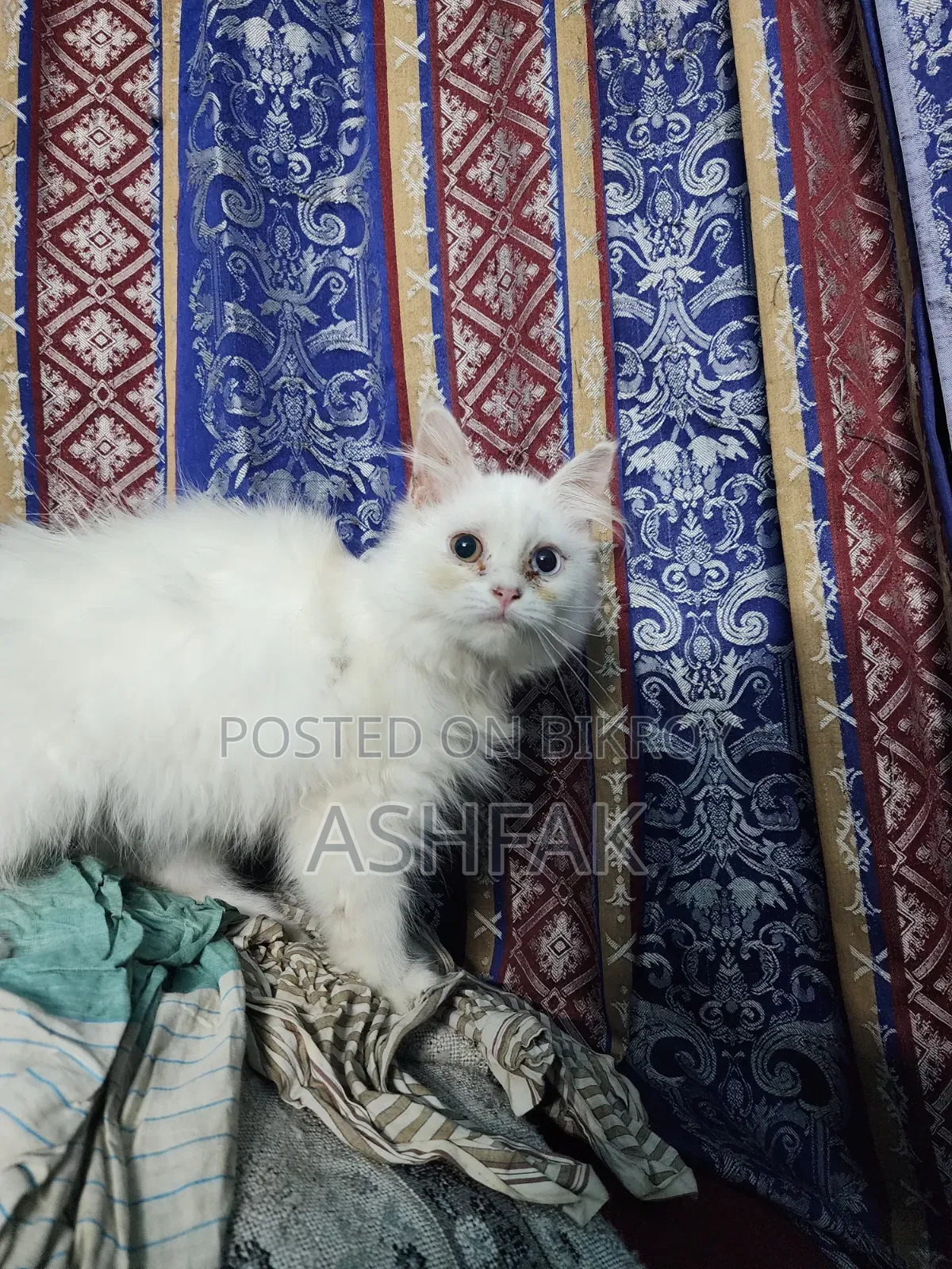 3-6 Months Female Purebred Persian