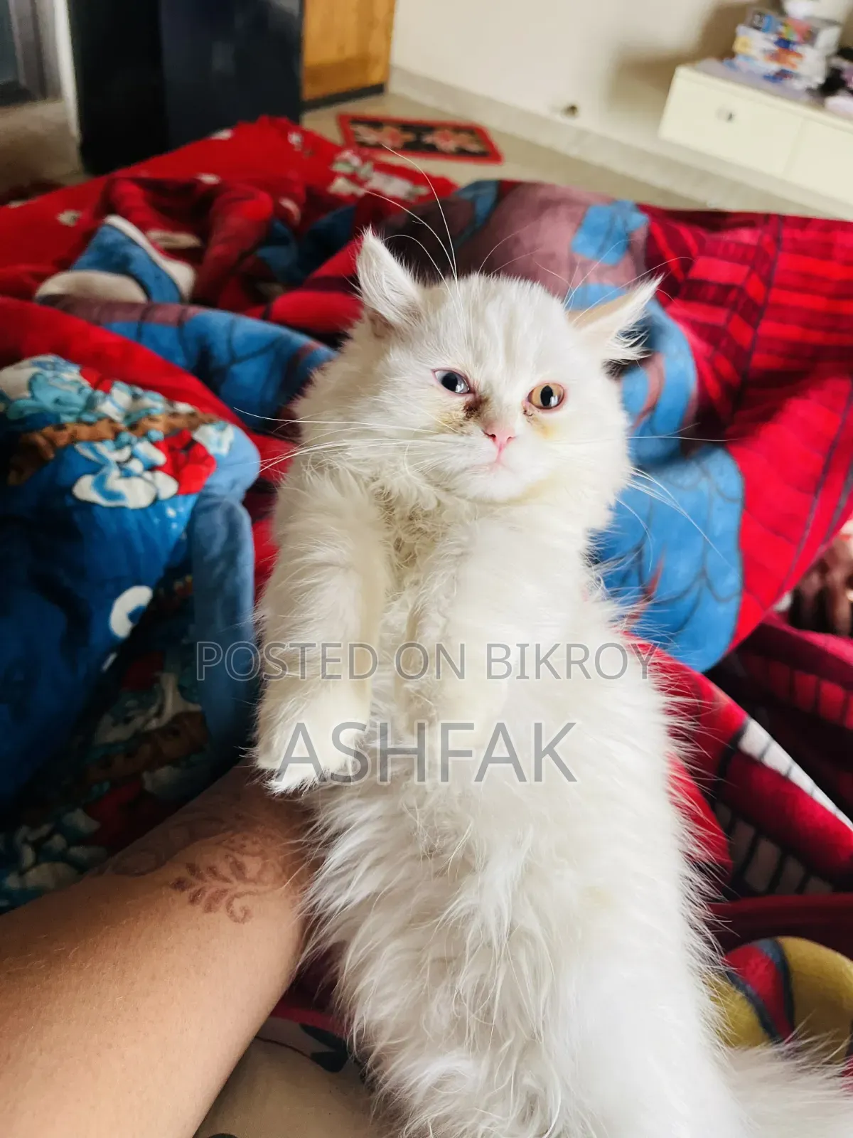 3-6 Months Female Purebred Persian