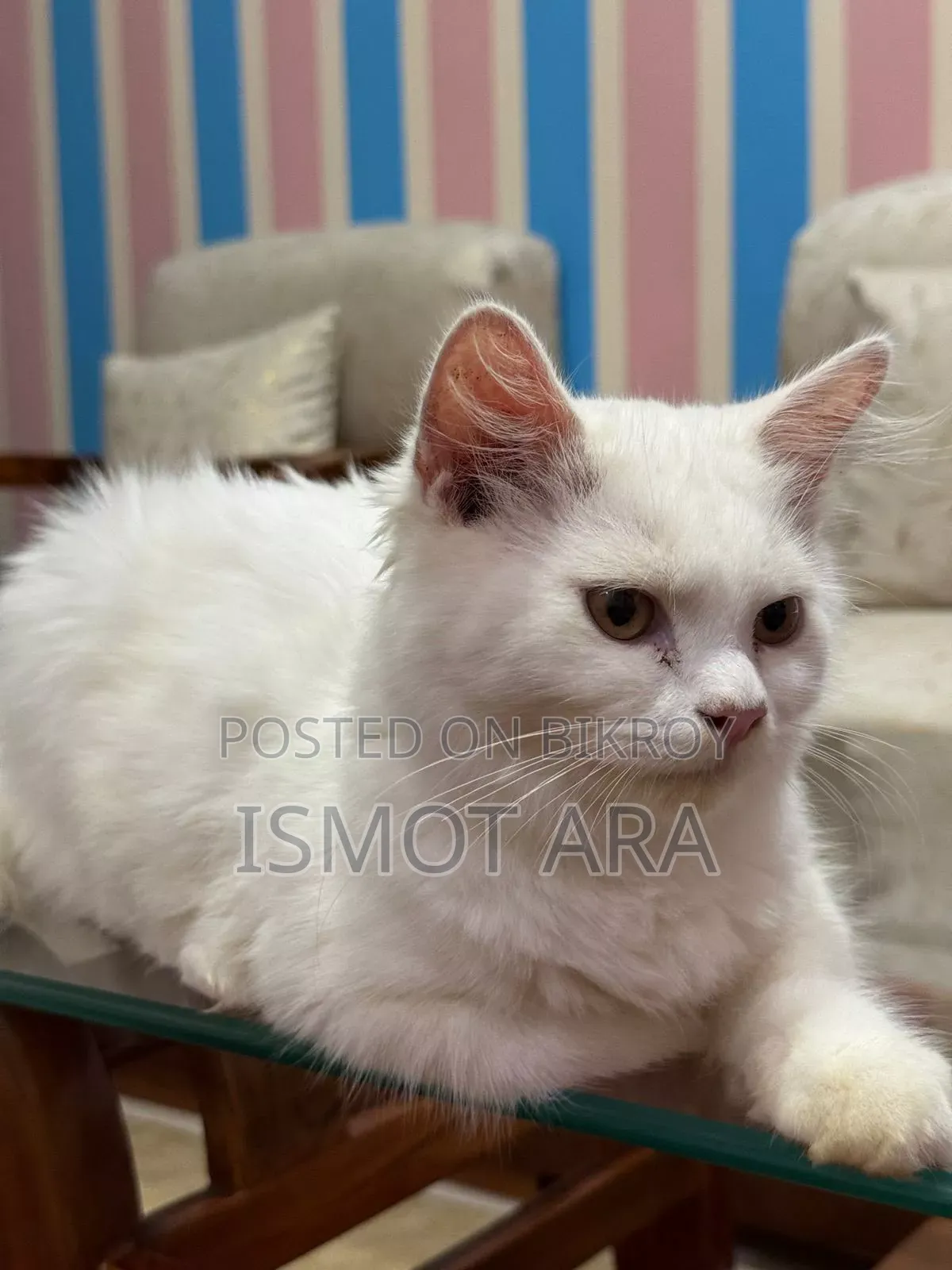 6-12 Months Male Purebred Persian Cat