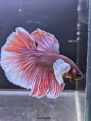প্রিমিয়াম ডাম্বো ইয়ার বেটা বিক্রির জন্য!