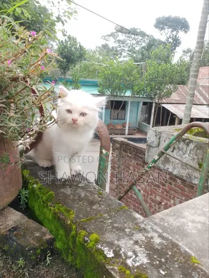 1-3 Months Male Mixed Breed Persian