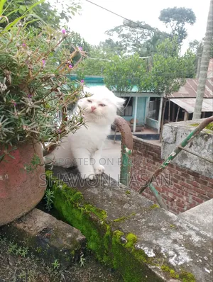 1-3 Months Male Mixed Breed Persian