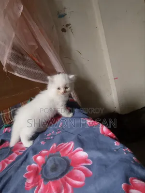 1-3 Months Male Mixed Breed Persian