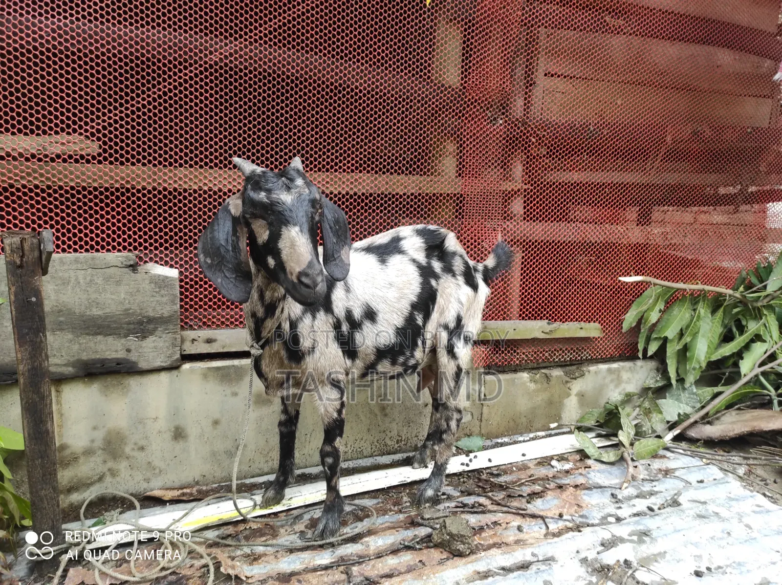 ছাগল বিক্রি