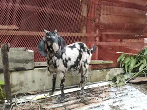 ছাগল বিক্রি