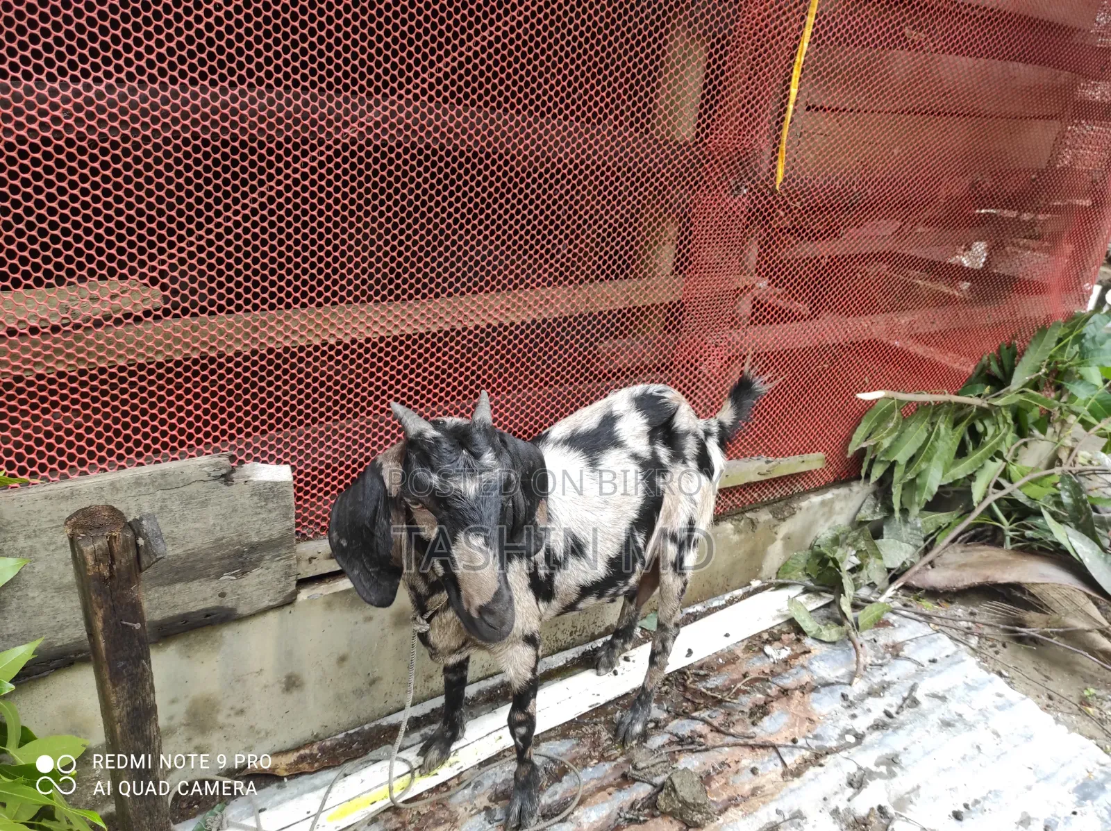 ছাগল বিক্রি