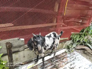 ছাগল বিক্রি