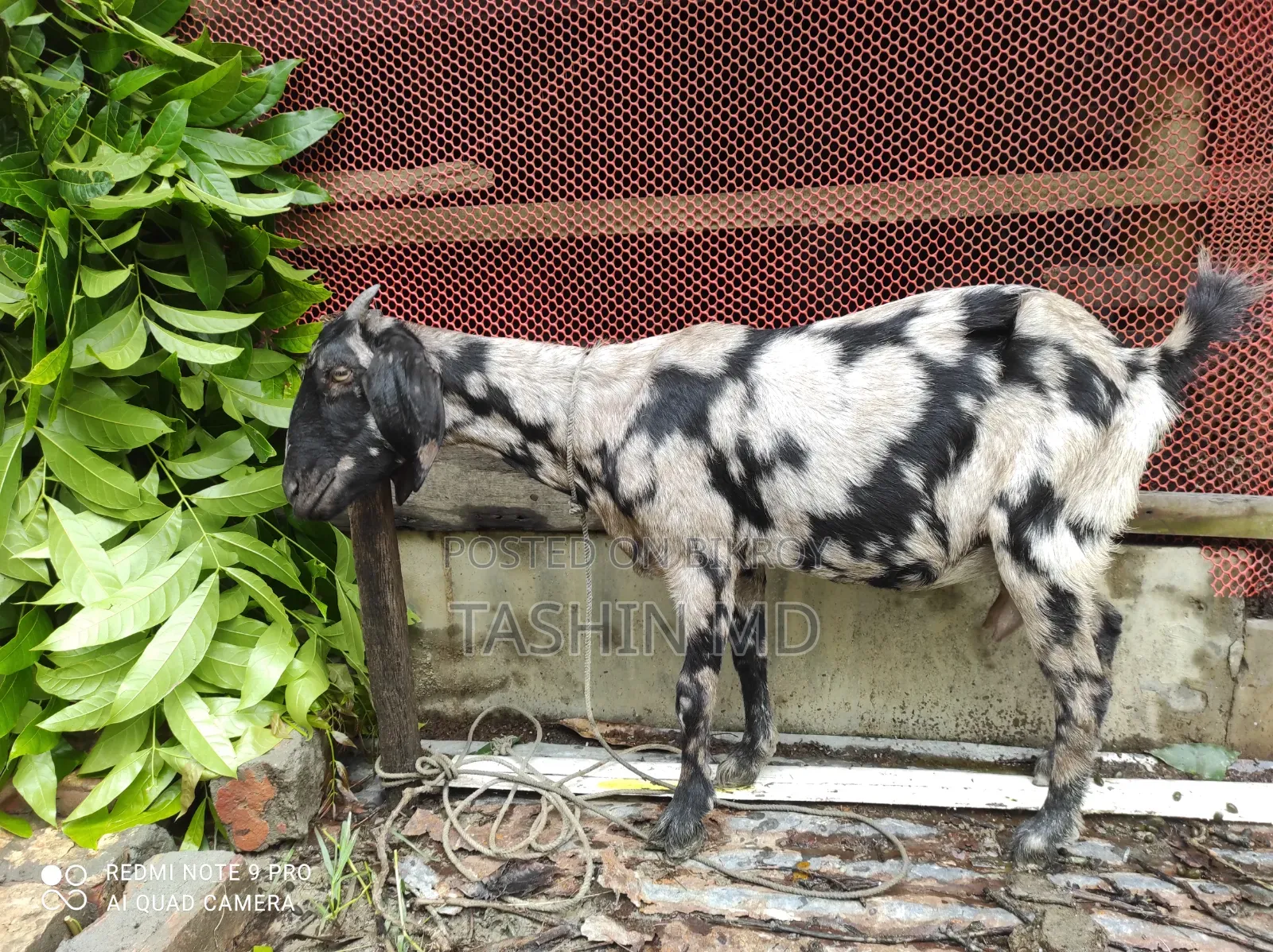 ছাগল বিক্রি